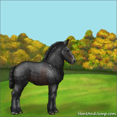 Horse Color:Brown Appaloosa 