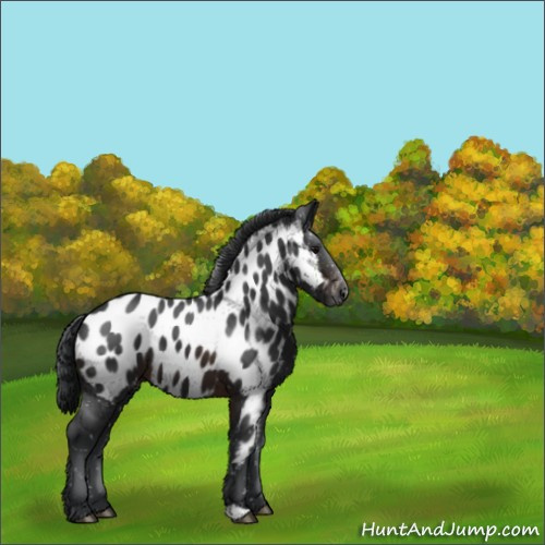 Horse Color:Brown Appaloosa 