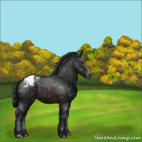 Horse Color:Brown Appaloosa 