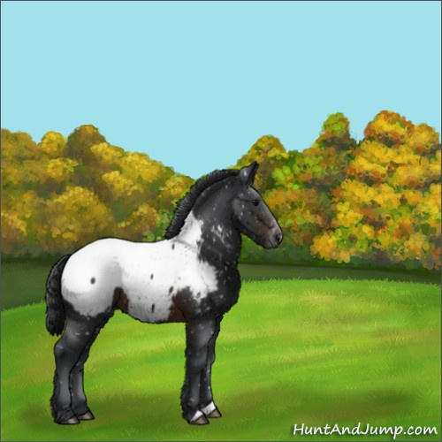 Horse Color:Brown Appaloosa 