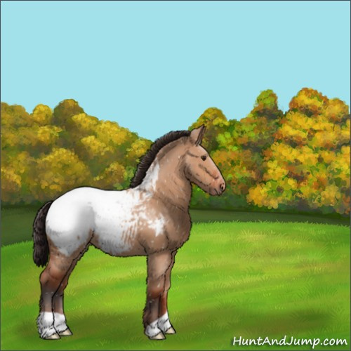Horse Color:Brown Dun Appaloosa 