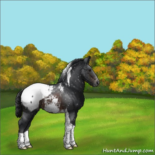 Horse Color:Brown Tobiano Appaloosa 