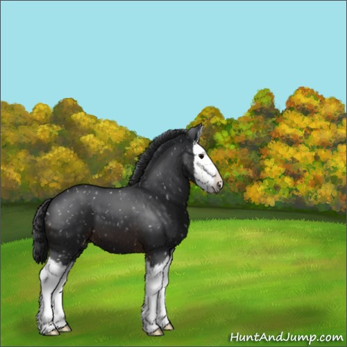 Horse Color:Brown Sabino Splash Appaloosa 