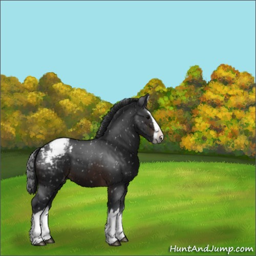 Horse Color:Brown Sabino Splash Appaloosa 