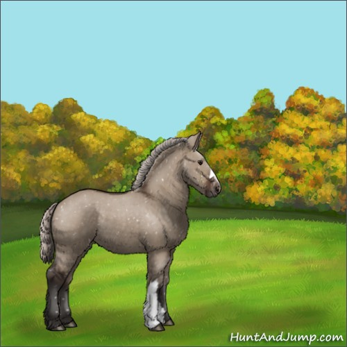 Horse Color:Silver Brown Dun Appaloosa Rabicano 
