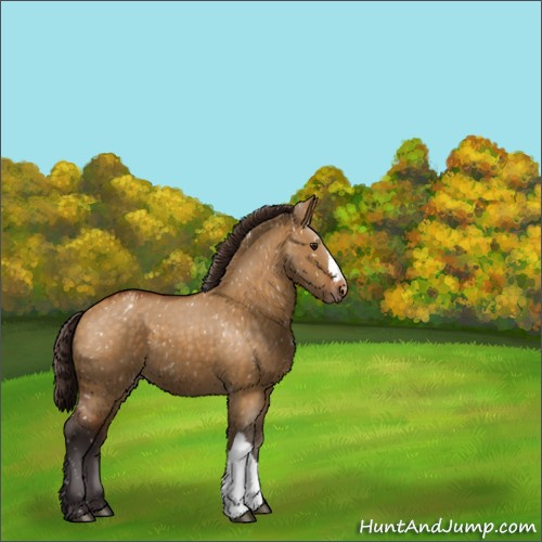 Horse Color:Buckskin Dun Appaloosa 