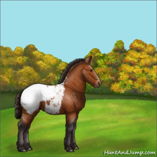 Horse Color:Buckskin Appaloosa 