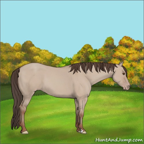 Horse Color:Classic Champagne Dun 