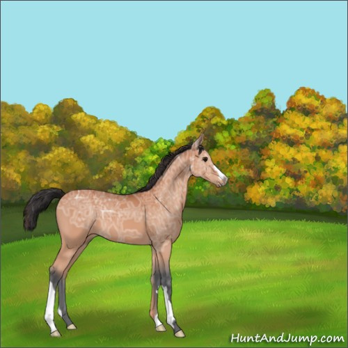 Horse Color:Bay Ice 