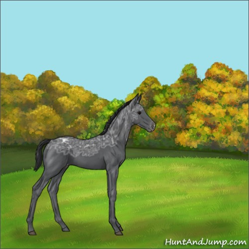 Horse Color:Black Ice Appaloosa 