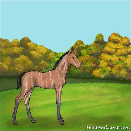 Horse Color:Bay Ice 