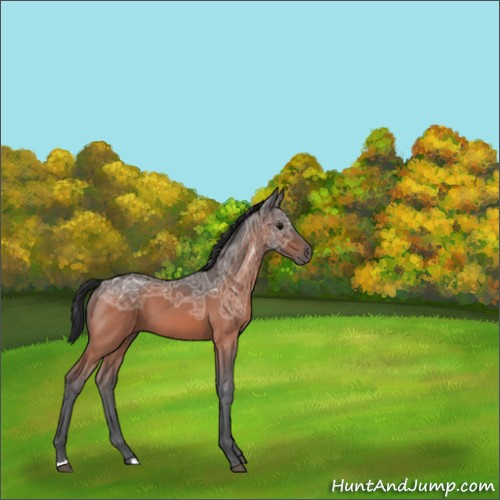 Horse Color:Bay Ice Roan 