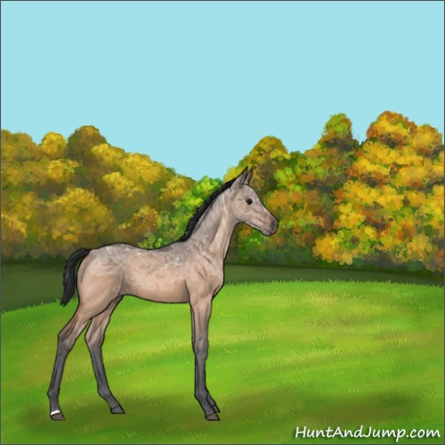 Horse Color:Bay Ice Dun 