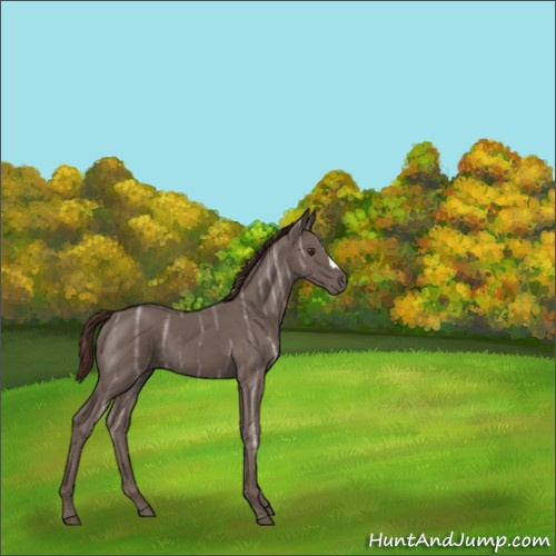 Horse Color:Liver Chestnut Ice 