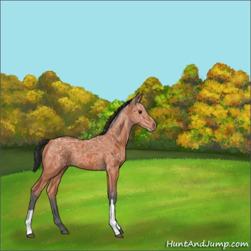Horse Color:Bay Ice 