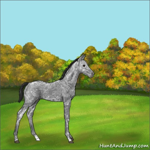 Horse Color:Black Ice 