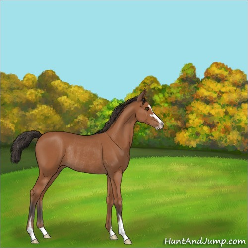 Horse Color:Bay Sabino Rabicano 