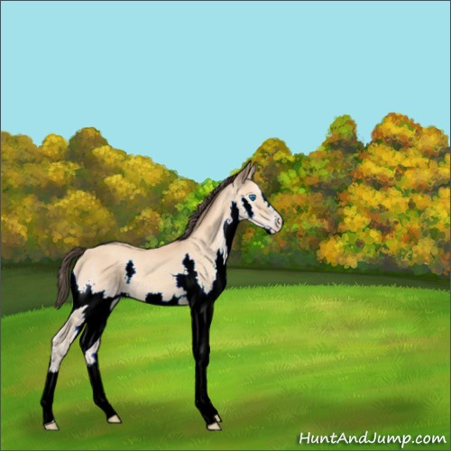 Horse Color:Amber Champagne Splash 