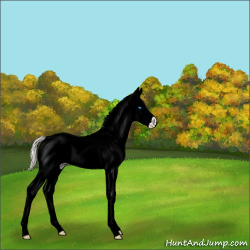 Horse Color:White Spotted Silver Bay Splash 