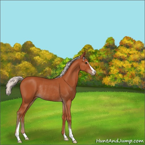 Horse Color:Silver Bay Sabino Rabicano 
