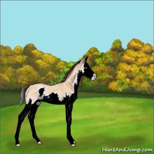 Horse Color:Amber Champagne Splash 