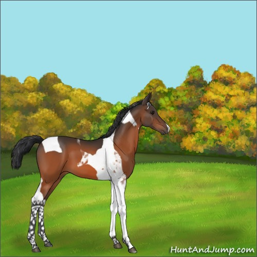 Horse Color:Bay Tobiano 