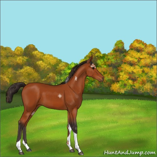 Horse Color:Buckskin Tobiano 