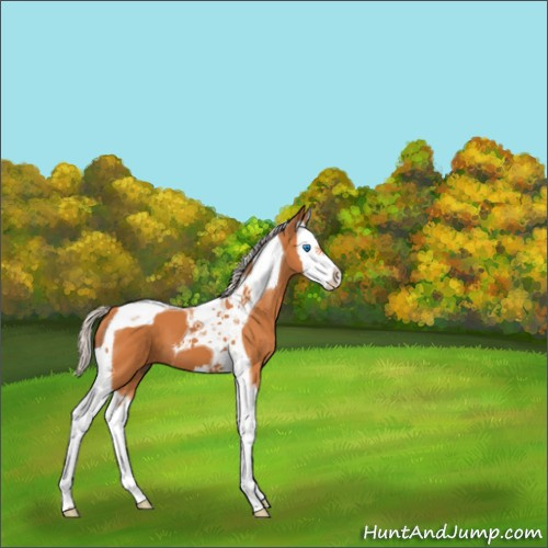 Horse Color:Silver Bay Splash Tobiano 