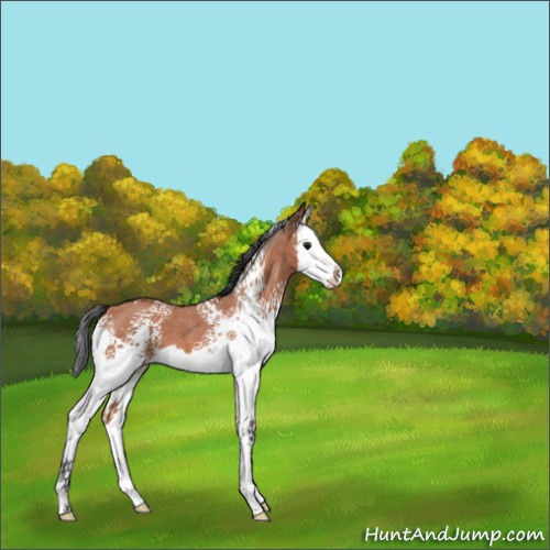 Horse Color:White Spotted Bay Roan Splash 