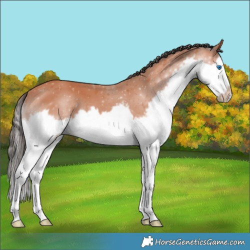 Horse Color:Bay Splash Frame 