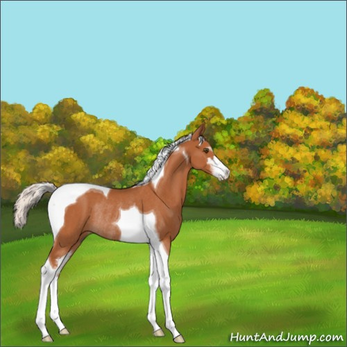 Horse Color:Silver Bay Sabino Tobiano Rabicano 