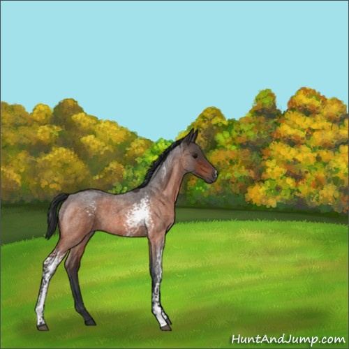 Horse Color:White Spotted Bay Roan 