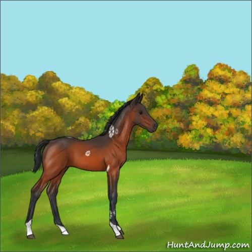 Horse Color:Bay Tobiano 