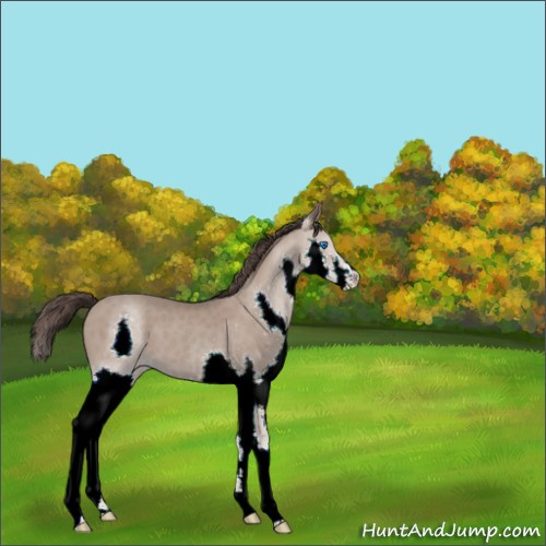 Horse Color:Classic Champagne Splash 