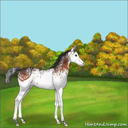 Horse Color:White Spotted Bay Splash 