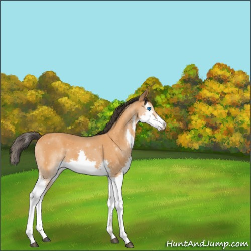 Horse Color:Buckskin Splash 