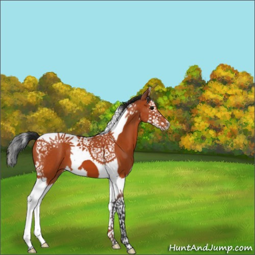Horse Color:Bay Splash Tobiano 