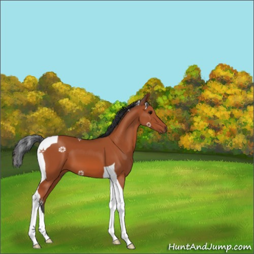 Horse Color:Bay Tobiano 