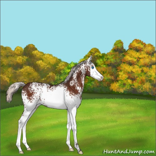 Horse Color:White Spotted Silver Brown Splash 