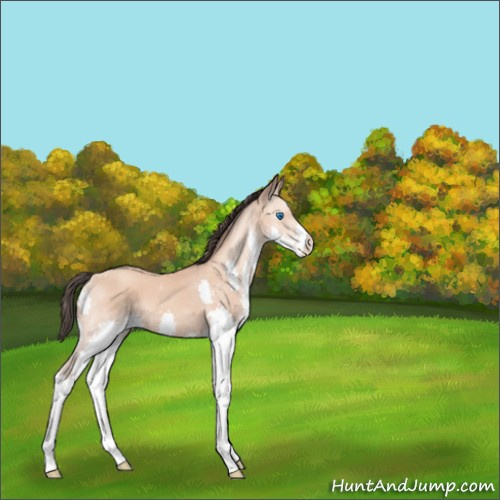 Horse Color:Sable Champagne Splash 