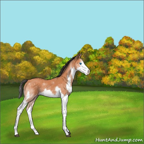 Horse Color:Bay Splash Rabicano 