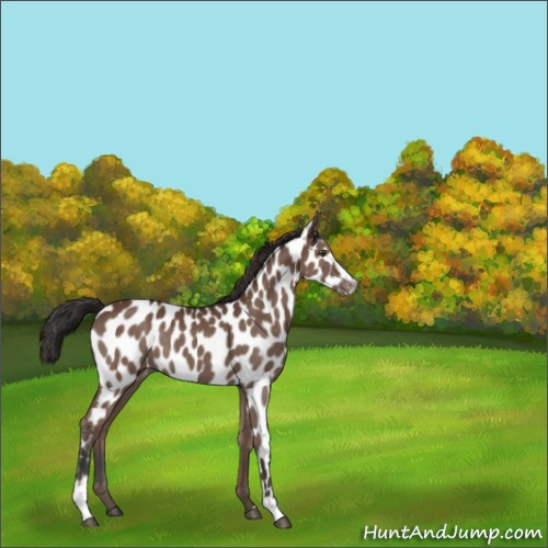 Horse Color:Bay Sabino Near Leopard Rabicano 