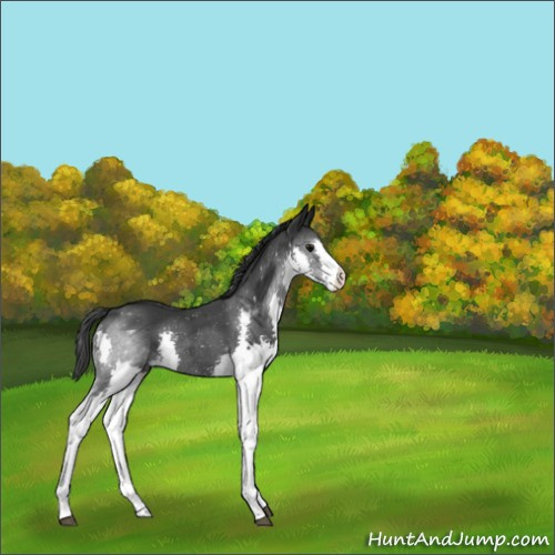 Horse Color:Black Splash 