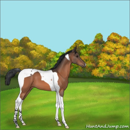 Horse Color:Brown Tobiano 