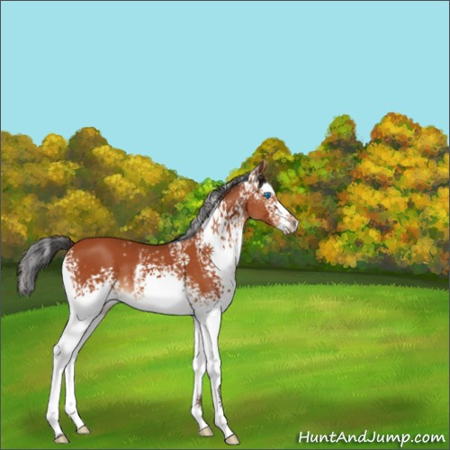 Horse Color:White Spotted Bay Splash 