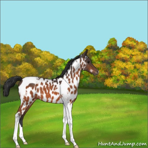 Horse Color:Bay Tobiano Appaloosa 