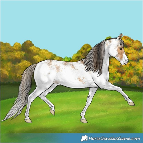 Horse Color:Plaid  White Spotted Bay 