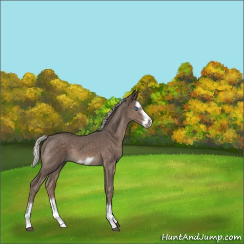Horse Color:Silver Black Splash Frame 