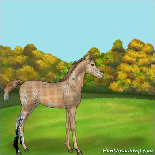 Horse Color:Plaid  White Spotted Chestnut 