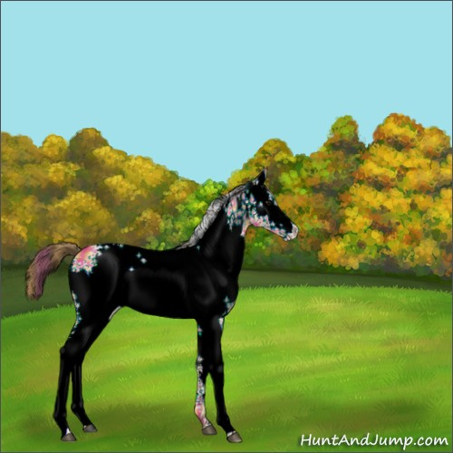 Horse Color:Plaid  White Spotted Bay Appaloosa 